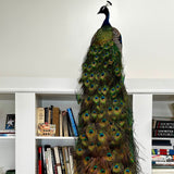 Custom Peacock Taxidermy